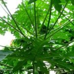 Daun Pepaya Penuh Manfaat