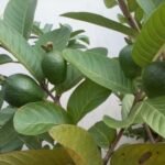 Daun Jambu Biji Percantik Diri