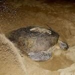 Penyu bertelur di pantai sukamade