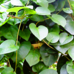 Manfaat Daun Binahong