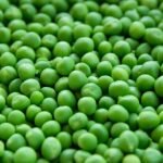 budidaya kacang hijau