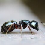 fakta tentang semut