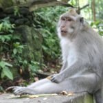 hutan kera ubud bali
