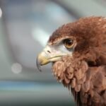 kisah burung elang dan petani