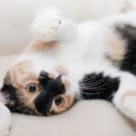 kucing lucu