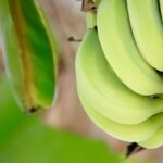 budidaya tanaman pisang