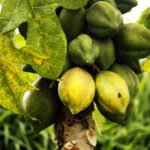 buah carica