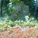 jaring ular
