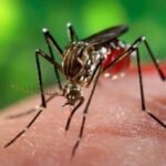 Virus Zika