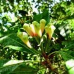 penyakit pohon cengkeh