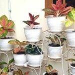 Cara berkebun di lahan sempit