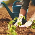 Hal yang perlu diketahui tentang berkebun bagi pemula