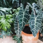 Rahasia merawat tanaman alocasia